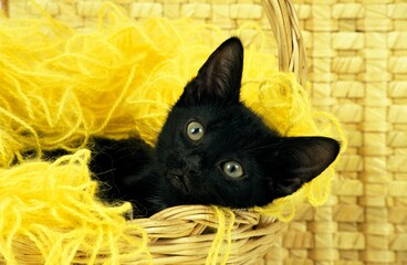 Naklejka premium BLACK DOMESTIC CAT, KITTEN WITH WHOOL