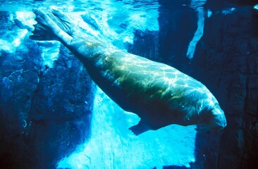 WALRUS odobenus rosmarus, ADULT, UNDERWATER VIEW