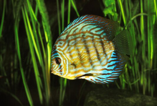 POMPADOUR DISCUS FISH symphysodon aequifasciatus