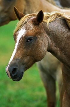 AMERICAN SADDLEBRED HORSE, PORTRAIT