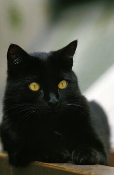 BLACK DOMESTIC CAT, ADULT LAYING