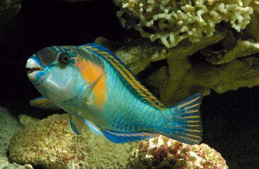 Fototapeta na wymiar PARROT FISH scarus sordidus