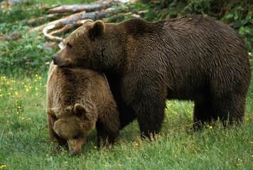 Fototapeta na wymiar BROWN BEAR ursus arctos, FEMALE WITH MALE