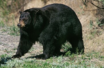 AMERICAN BLACK BEAR ursus americanus, ADULT, CANADA