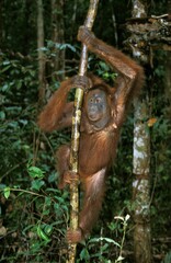 ORANG UTAN pongo pygmaeus, FEMALE HANGING FROM BRANCH, BORNEO