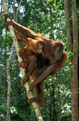 ORANG UTAN pongo pygmaeus, FEMALE WITH YOUNG HANGING FROM BRANCH, BORNEO © slowmotiongli