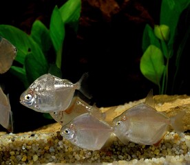 SILVER DOLLAR metynnis hypsauchen