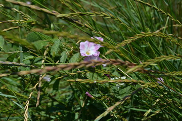 pink flowers on a green background
