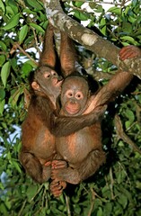 ORANG UTAN pongo pygmaeus, YOUNGS HANGING FROM BRANCH, BORNEO