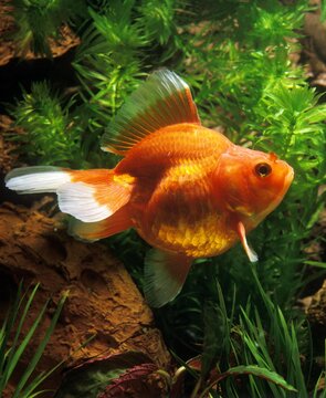 GOLDFISH carassius auratus, ADULT