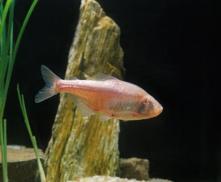 MEXICAN TETRA OR BLIND CAVEFISH astyanax fasciatus mexicanus, FISH WITHOUT EYES