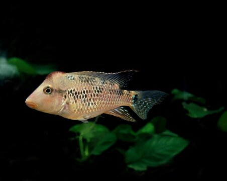 EMERALD CATFISH brochis splendens, ADULT