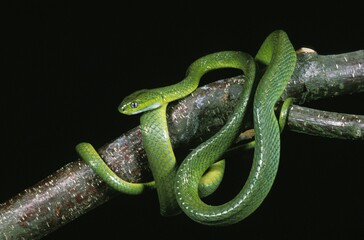 GREEN CAT SNAKE boiga cyanea, ADULT STANDING ON BRANCH, THAILLAND