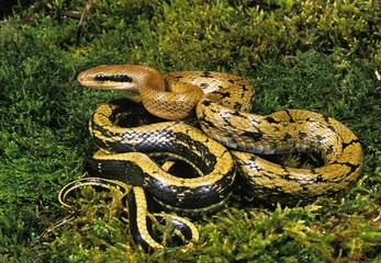 TAIWANESE RAT SNAKE elaphe taeniura, ADULT STANDING ON MOSS