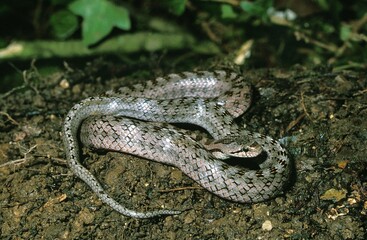 SOUTHERN SMOOTH SNAKE coronella girondica, ADULT