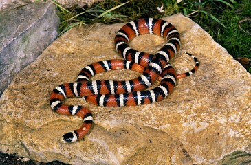 SONORAN MOUNTAIN KINGSNAKE lampropeltis pyromelana, ADULT STANDING ON ROCK