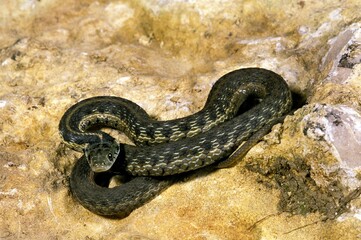 CHECKERED GARTER SNAKE thamnophis marcianus, ADULT STANDING ON ROCK