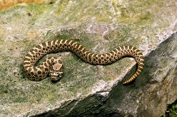 PLAINS HOGNOSE SNAKE heterodon nasicus, ADULT STANDING ON ROCK
