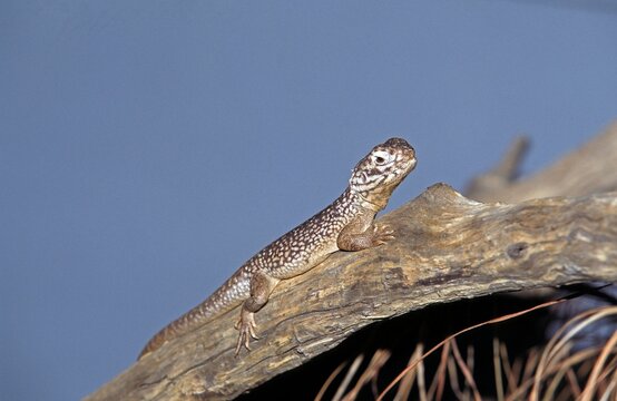 HOSMER'S SKINK egernia hosmeri, ADULT STANDING ON BRANCH, AUSTRALIA