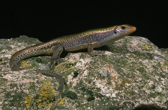 OCELLATED SKINK chalcides ocellatus, ADULT STANDING ON ROCK