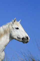 Obraz na płótnie Canvas CAMARGUE HORSE, PORTRAIT, SAINTES MARIE DE LA MER IN THE SOUTH OF FRANCE