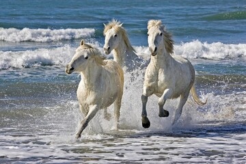 CAMARGUE HORSE, GROUP GALLOPING ON BEACH, SAINTES MARIE DE LA MER IN THE SOUTH OF FRANCE - obrazy, fototapety, plakaty