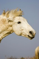 Obraz premium CAMARGUE HORSE, SAINTES MARIE DE LA MER IN THE SOUTH OF FRANCE