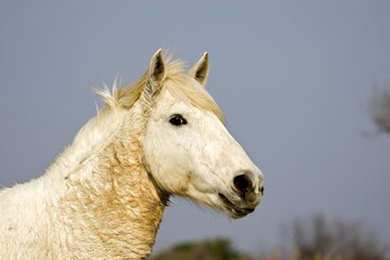 Obraz premium CAMARGUE HORSE, PORTRAIT, SAINTES MARIE DE LA MER IN THE SOUTH OF FRANCE