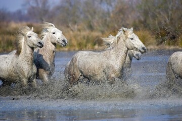 Obraz premium CAMARGUE HORSE, HERD GALLOPING THROUGH SWAMP, SAINTES MARIE DE LA MER IN THE SOUTH OF FRANCE