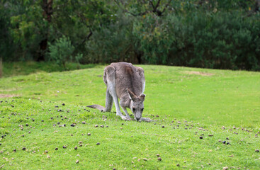 Kangaroo grazing - Eastern Grey Kangaroo - Anglesea Golf Course, Victoria, Australia
