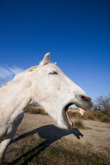 CAMARGUE HORSE, PORTRAIT OF ADULT YAWNING, SAINTES MARIE DE LA MER IN THE SOUTH OF FRANCE