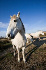 CAMARGUE HORSE, SAINTES MARIE DE LA MER IN THE SOUTH OF FRANCE