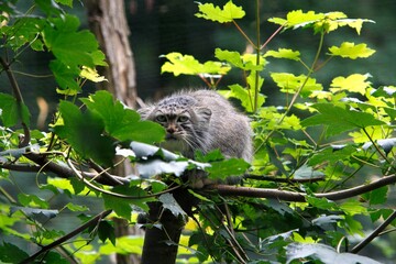 MANUL OR PALLAS'S CAT otocolobus manul, ADULT STANDING ON BRANCH