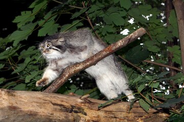 MANUL OR PALLAS'S CAT otocolobus manul, ADULT STANDING ON BRANCH © slowmotiongli
