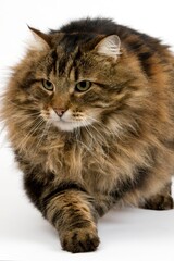 ANGORA DOMESTIC CAT, MALE AGAINST WHITE BACKGROUND
