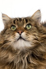 ANGORA DOMESTIC CAT, PORTRAIT OF MALE