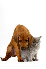 MALE LILAC BRITISH SHORTHAIR DOMESTIC CAT AND RHODESIAN RIDGEBACK 3 MONTHS OLD PUPPY
