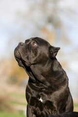 CANE CORSO, A DOG BREED FROM ITALY, PORTRAIT OF ADULT