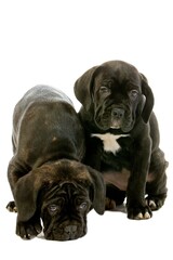 CANE CORSO, A DOG BREED FROM ITALY, PUPPIES AGAINST WHITE BACKGROUND