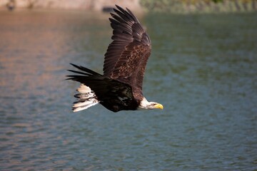 BALD EAGLE haliaeetus leucocephalus, JUVENILE IN FLIGHT