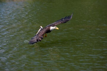 BALD EAGLE haliaeetus leucocephalus, JUVENILE IN FLIGHT