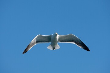 KELP GULL larus dominicanus, ADULT IN FLIGHT, FALSE BAY IN SOUTH AFRICA