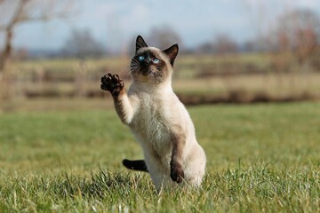 SEAL POINT SIAMESE DOMESTIC CAT, ADULT PLAYING ON GRASS, STANDING ON ITS HIND LEGS