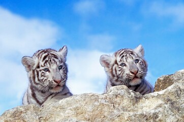 WHITE TIGER panthera tigris, PORTRAIT OF CUB