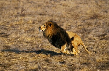 AFRICAN LION panthera leo, MALE RUNNING THROUGH SAVANNAH