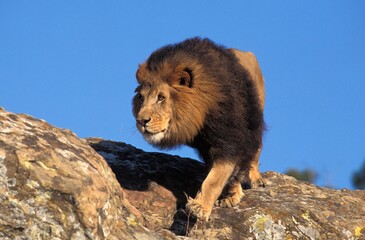 AFRICAN LION panthera leo, MALE STANDING ON ROCK
