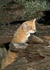 SAND CAT felis margarita , ADULT