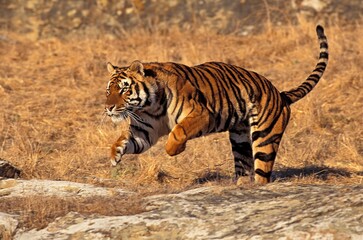 Fototapeta na wymiar BENGAL TIGER panthera tigris tigris, ADULT RUNNING