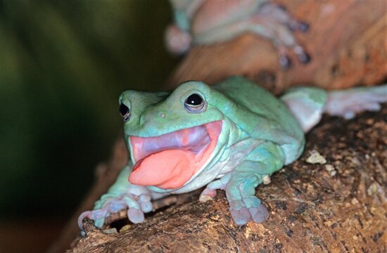 WHITE'S TREE FROG Litoria Caerulea, ADULT STICKING TONGUE OUT, AUSTRALIA