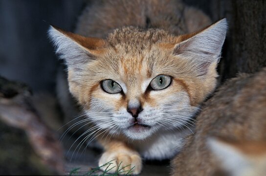 SAND CAT felis margarita, PORTRAIT OF ADULT